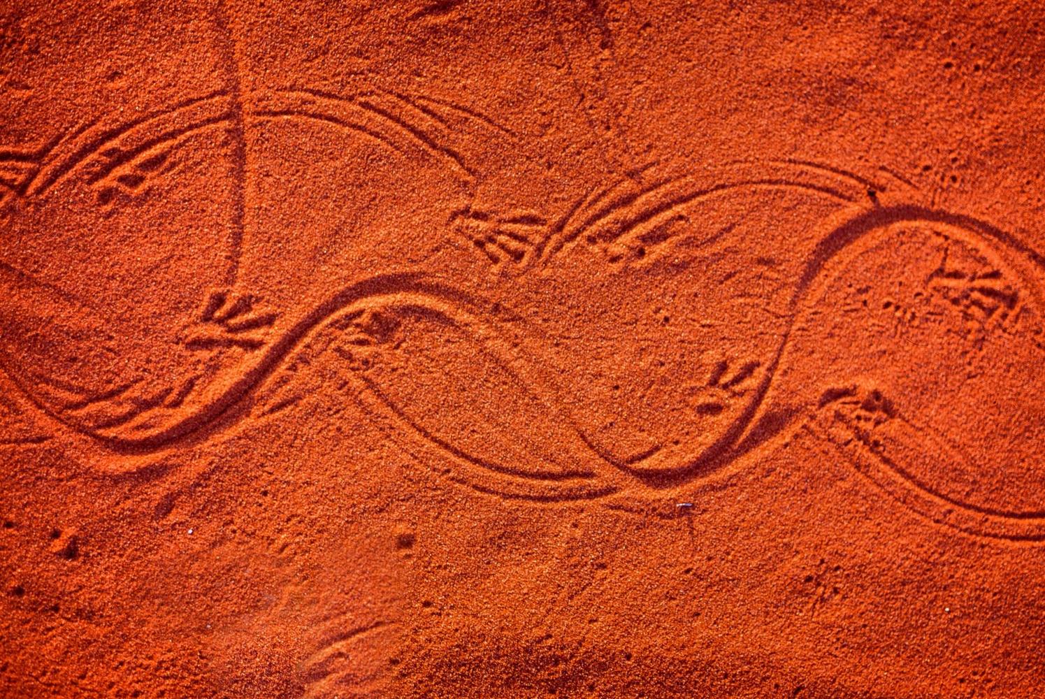 The sand is covered in reptile tracks.