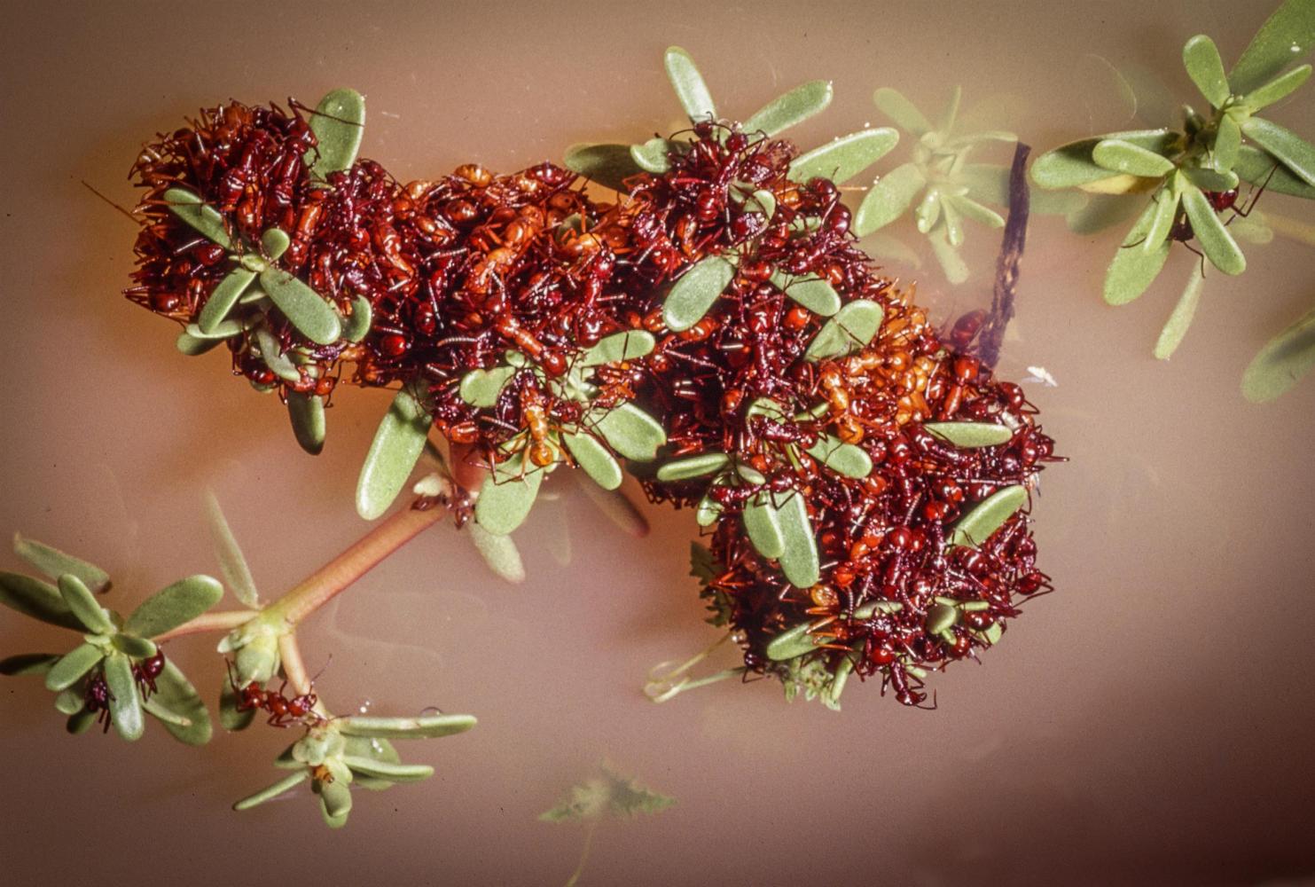 Stranded ants cling to vegetation.