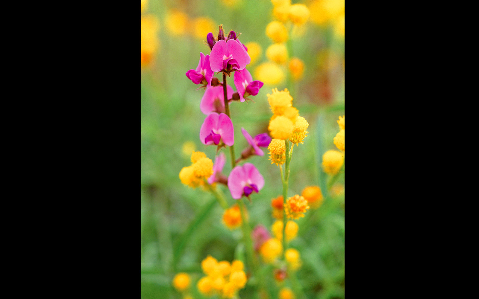 Mount Moffatt National Park