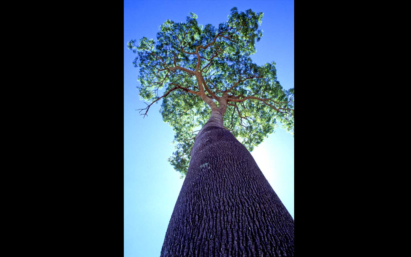 Bottle Tree (Brachychiton sp.). Sandstone country