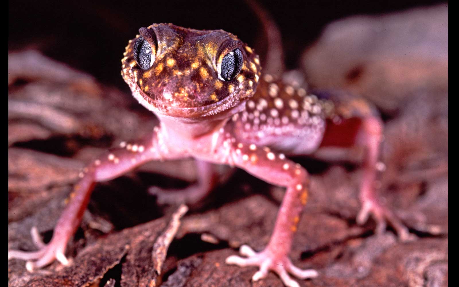 Thick-tailed Gecko (Underwoodisaurus millii). Mount Moffatt National Park