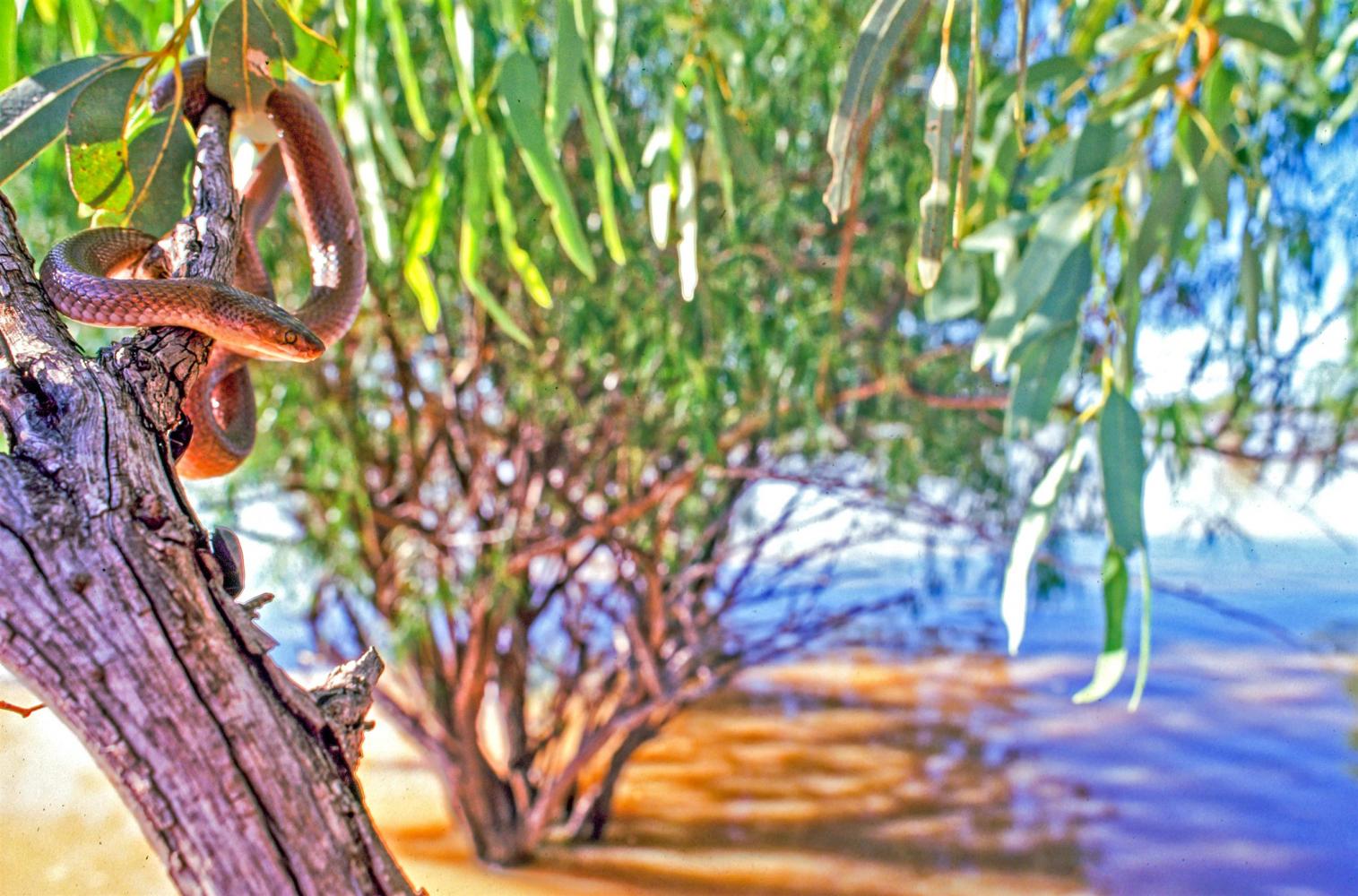 Isolated trees are full of stranded wildlife. A Myall (Curl) Snake (<i>Suta suta</i>).