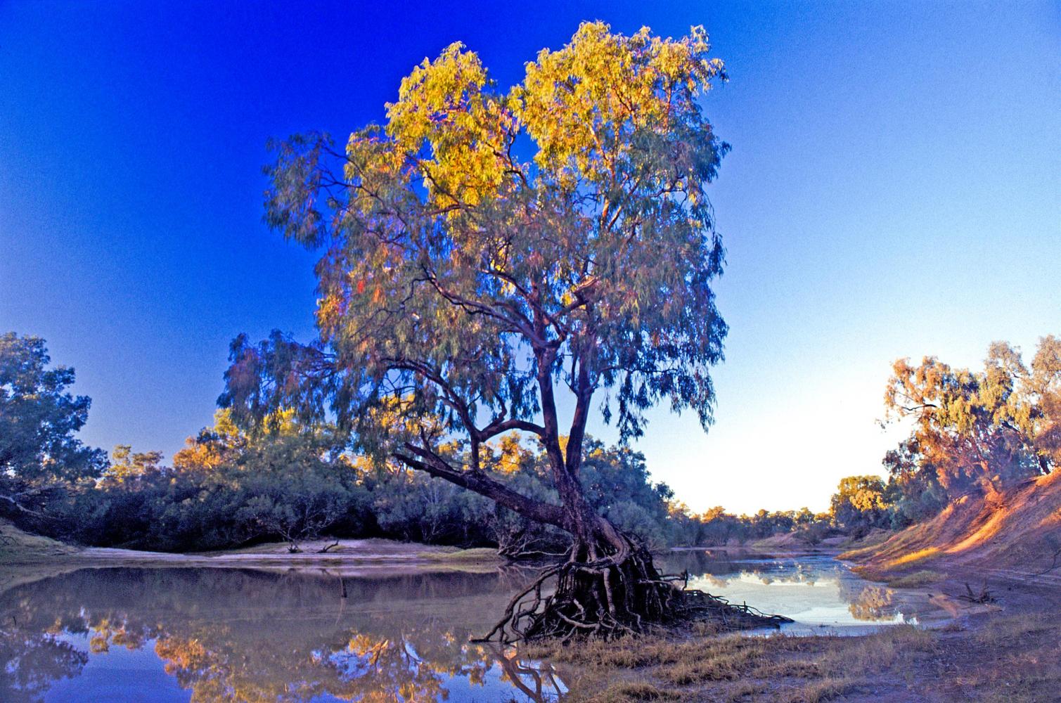 Like most inland rivers, the Cooper Creek spends most of its time as an intricate network of deep permanent waterholes and dry channels, lined by Coolibahs and River Red Gums.