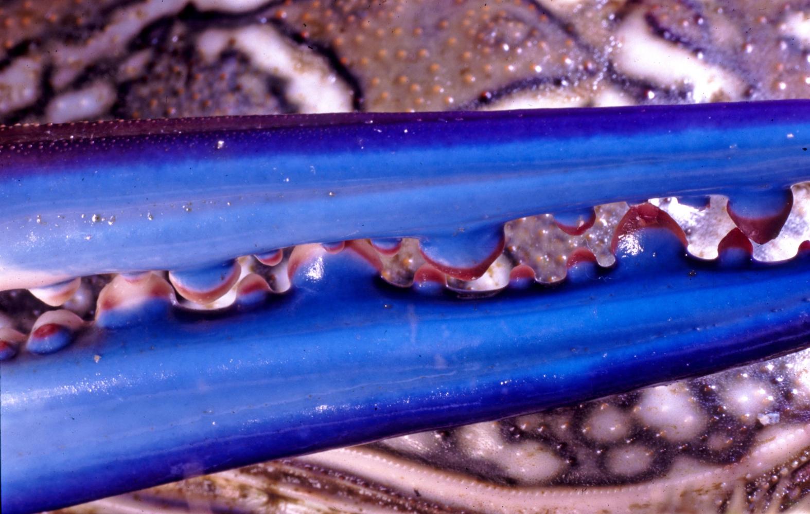 Detail, Blue Sand-Swimmer Crab.