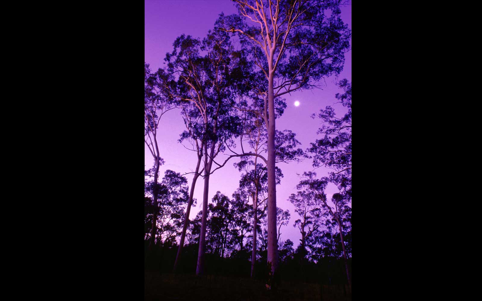 Spotted Gums and full moon, Expedition National Park