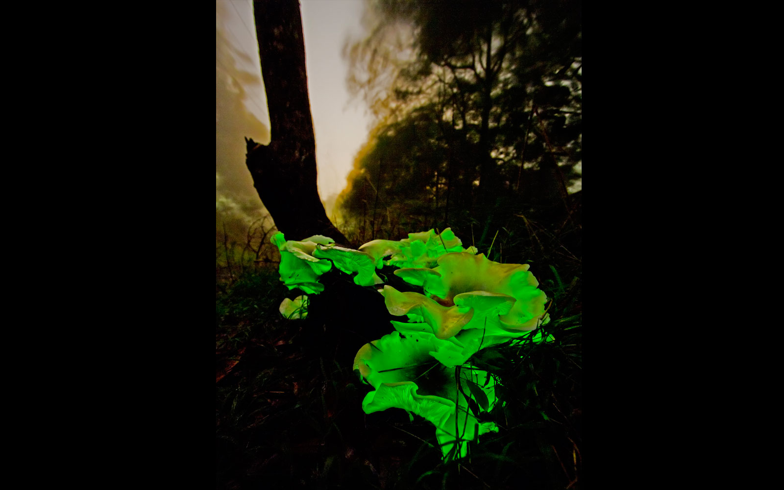 Luminescent Ghost Fungus (Omphalotus nidiformis). Toowoomba