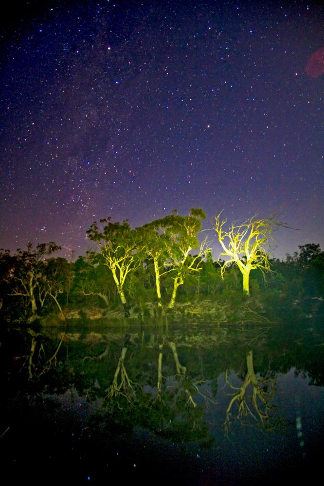 Scribbly Gums (<i>Eucalyptus signata</i>). Noosa River, Cooloola National Park.