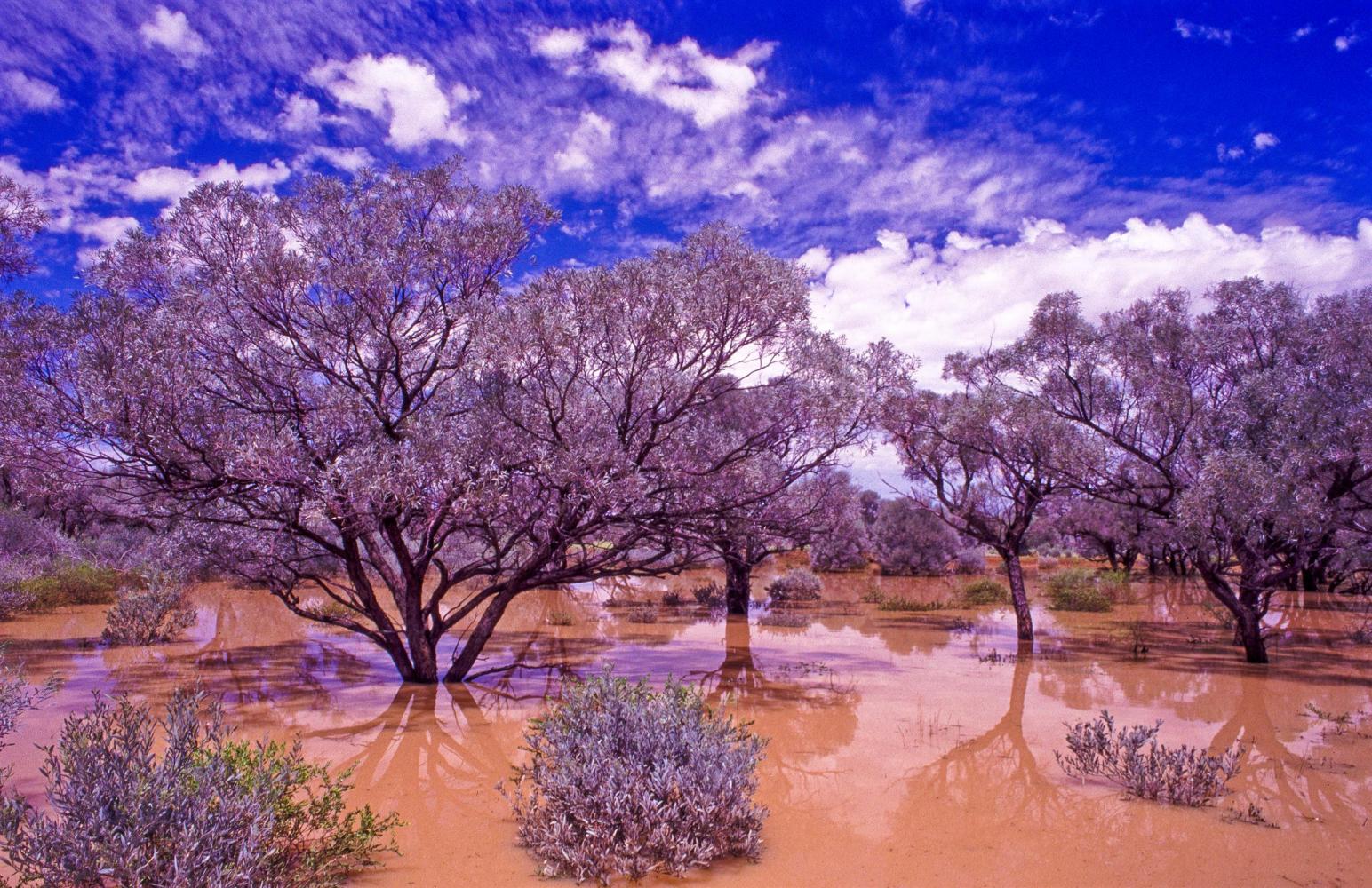 Flooded Mulga (<i>Acacia aneura</i>).