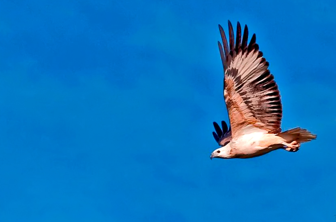 White-bellied Sea Eagle (<i>Haliaeetus leucogaster</i>).