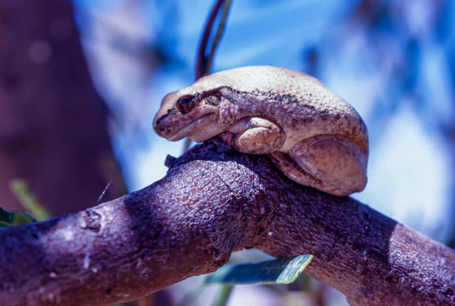 Desert Treefrog.