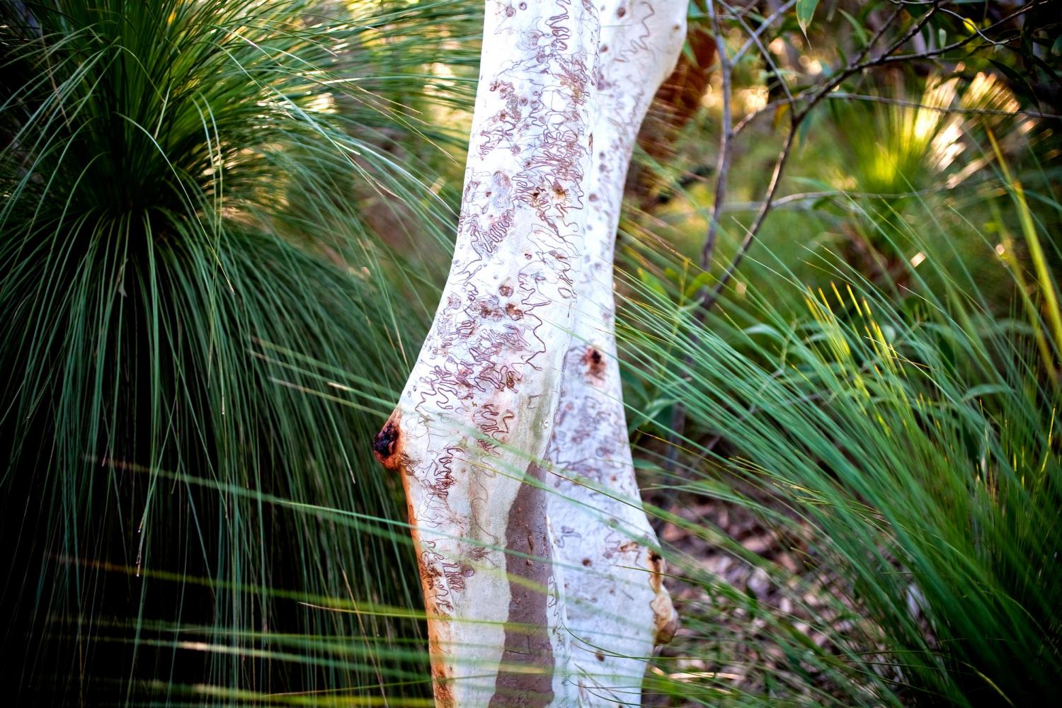 Scribbly Gum (<i>Eucalyptis signata</i>) and Grasstrees (<i>Xanthorrhoea</i> sp.). Cooloola National Park.