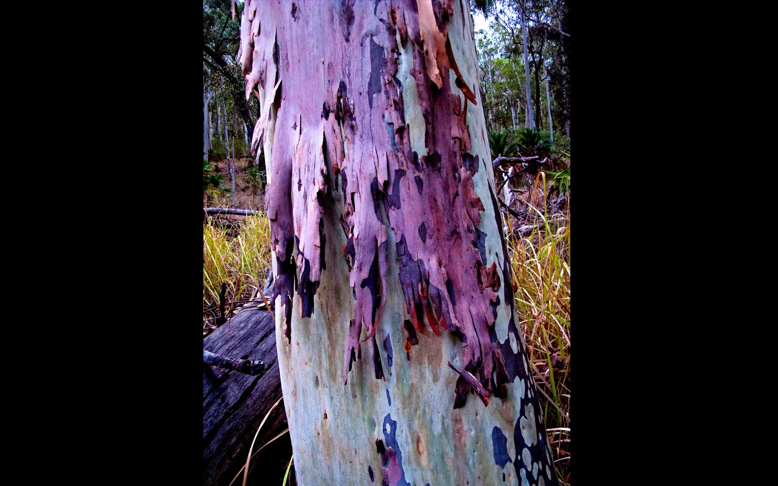Spotted Gum (Corymbia maculata). Carnarvon Gorge National Park