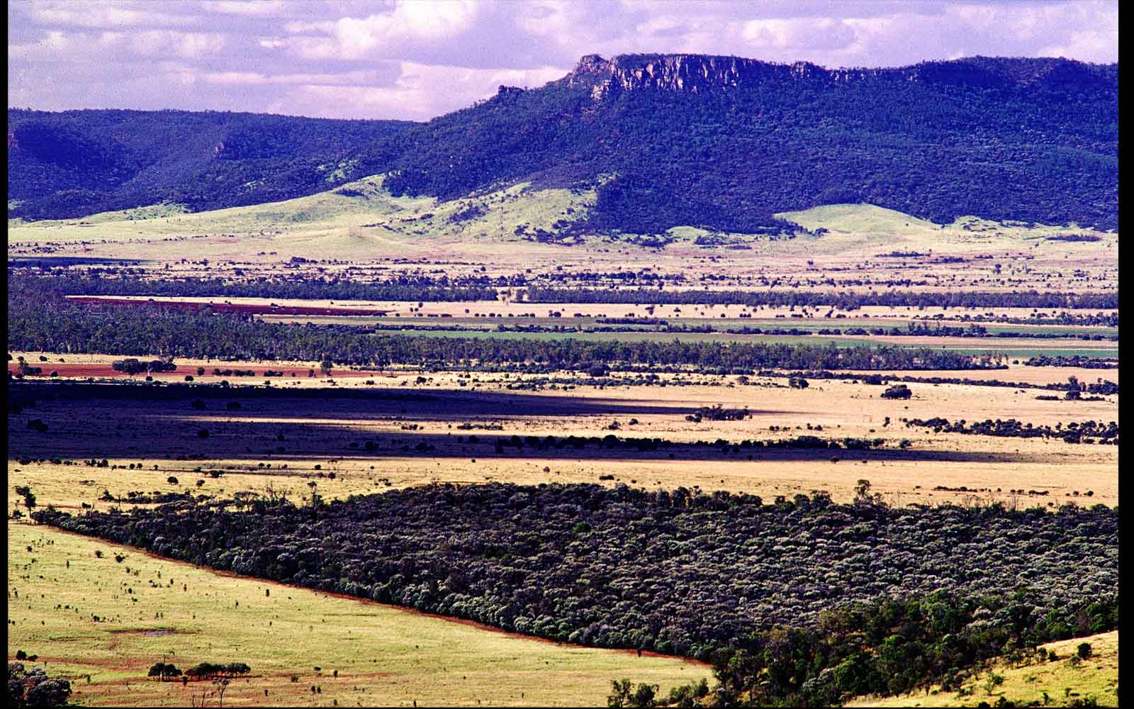 Lonesome National Park brigalow, Arcadia Valley