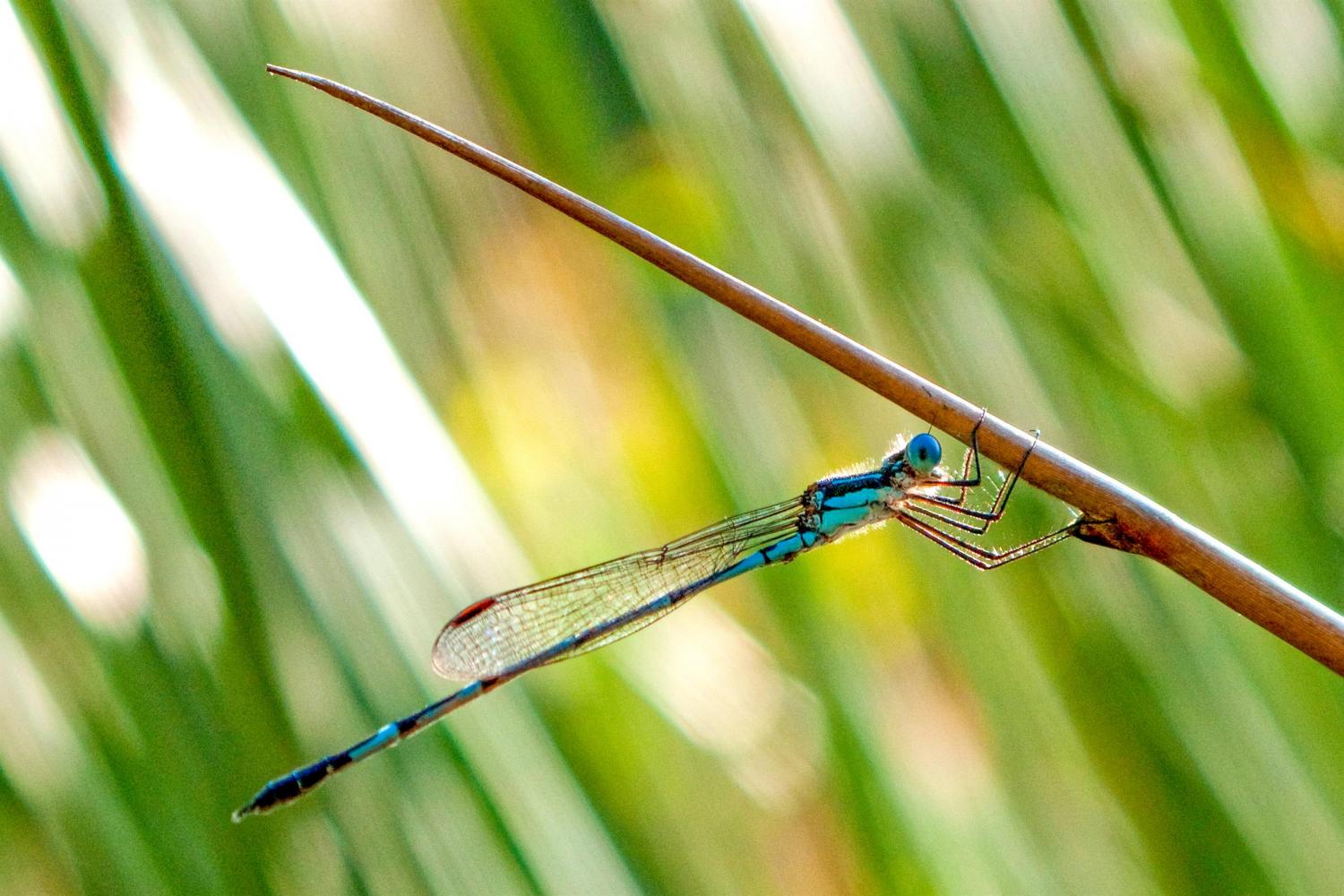 Damselfly, Lake Freshwater.