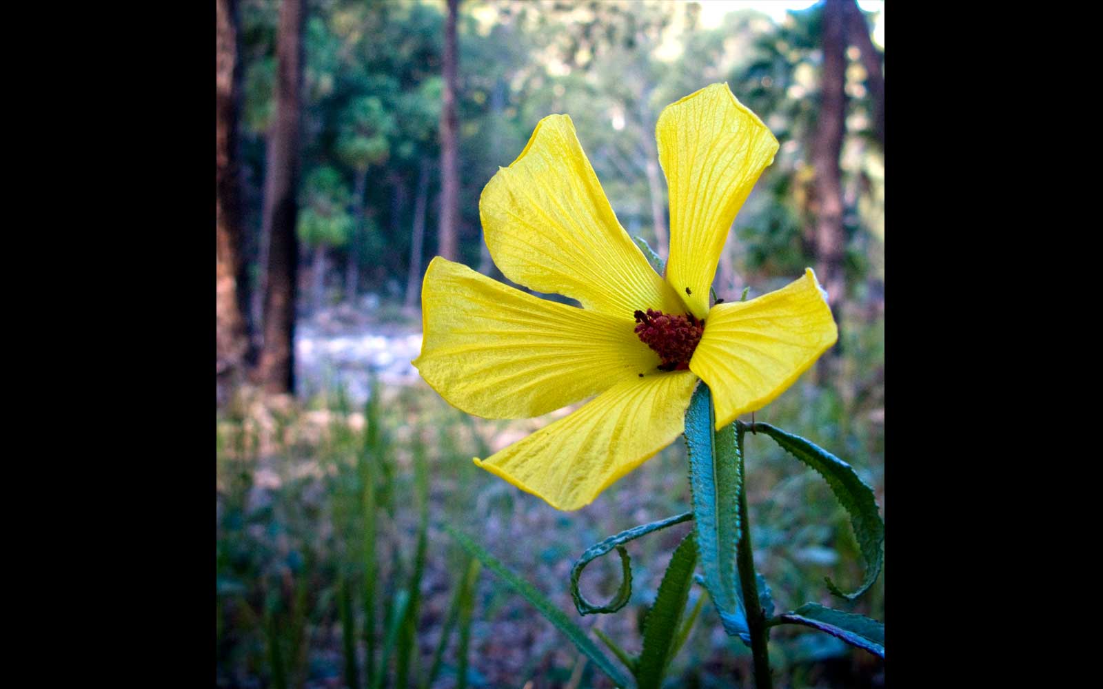 Native Hibiscus, Carnarvon Gorge National Park
