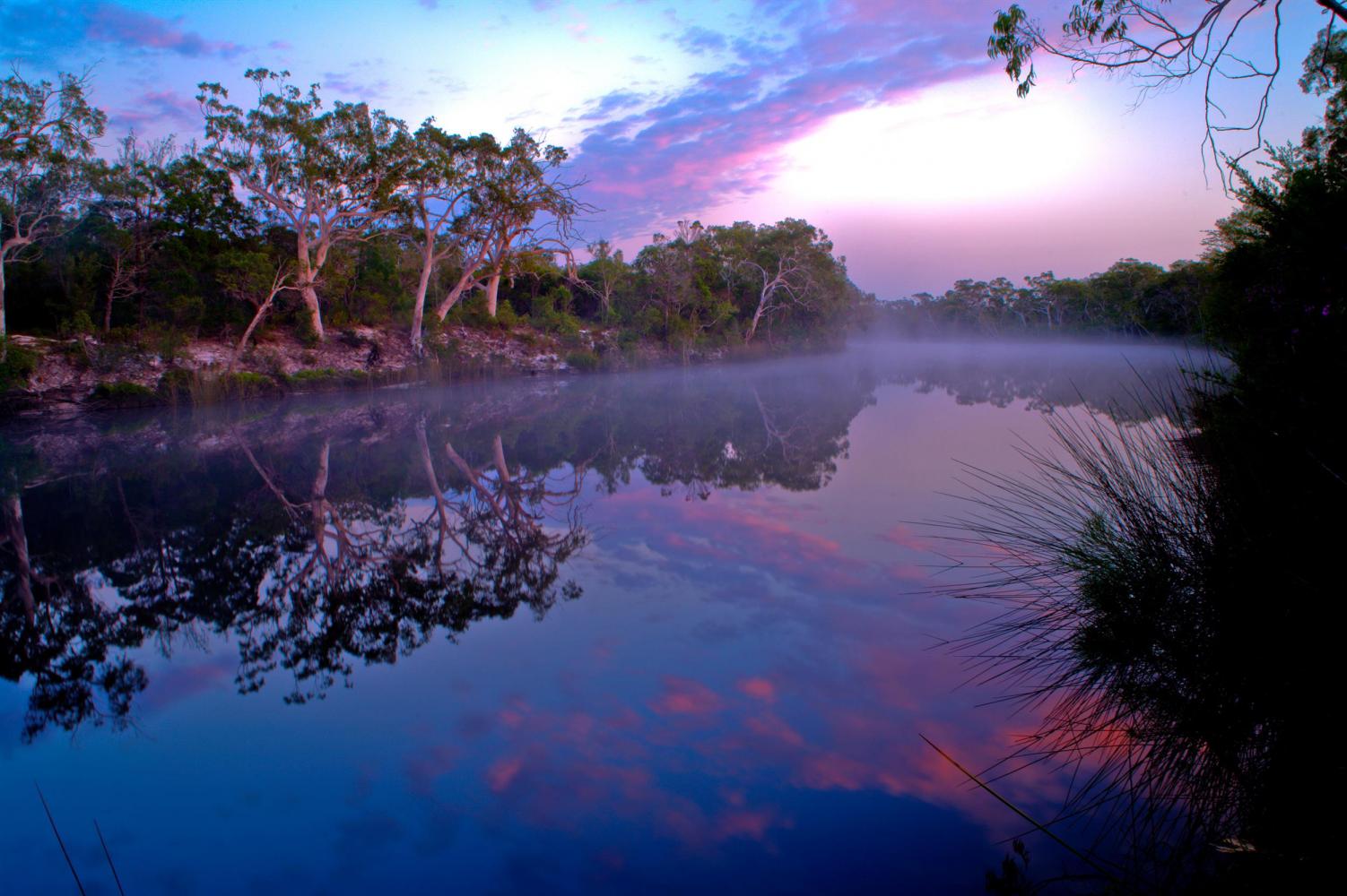 Scribbly Gums border the Noosa River at dawn.