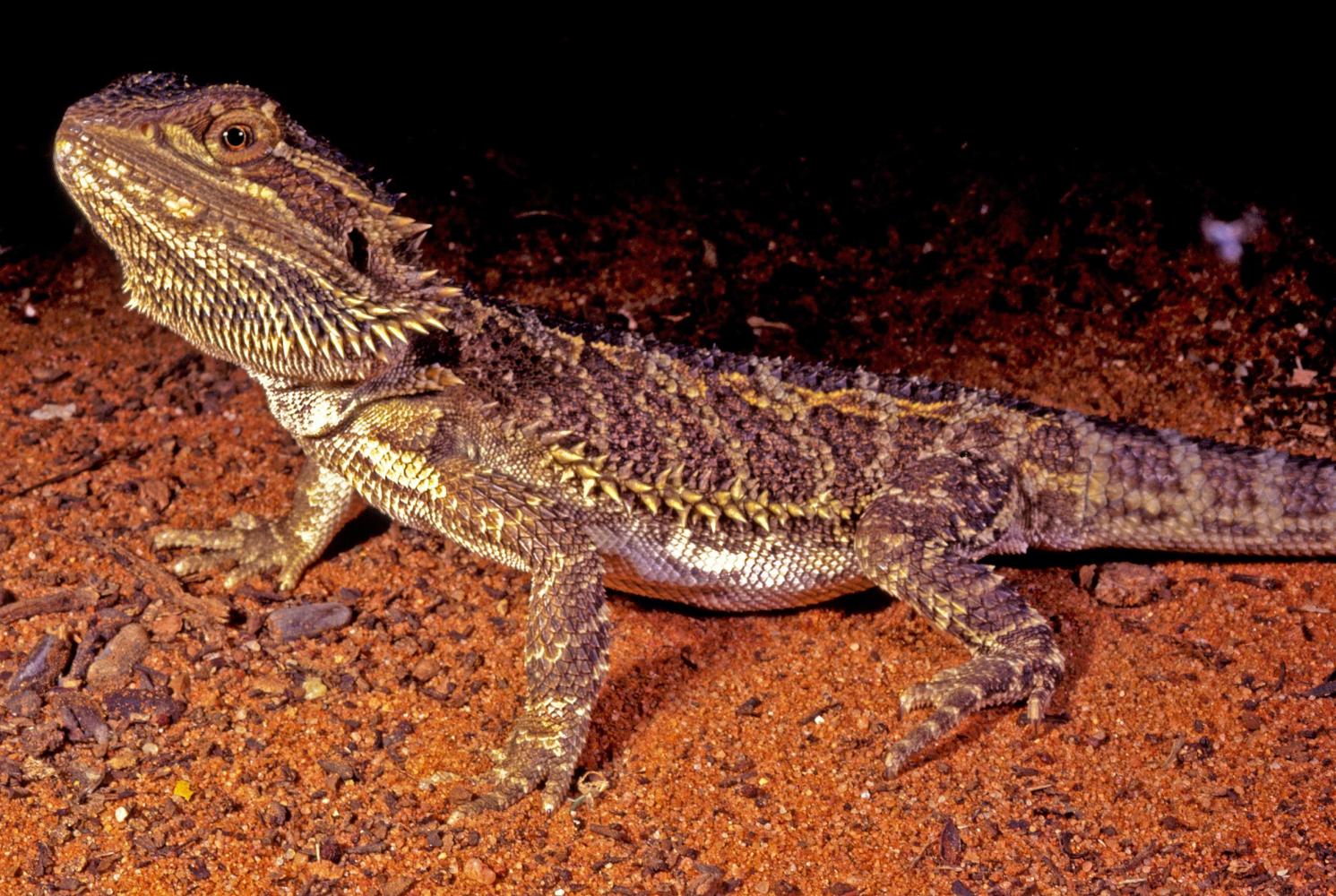 But I returned this Western Bearded Dragon (<i>Pogona vitticeps</i>) to higher ground. (Pointless, I know, but I love dragons).