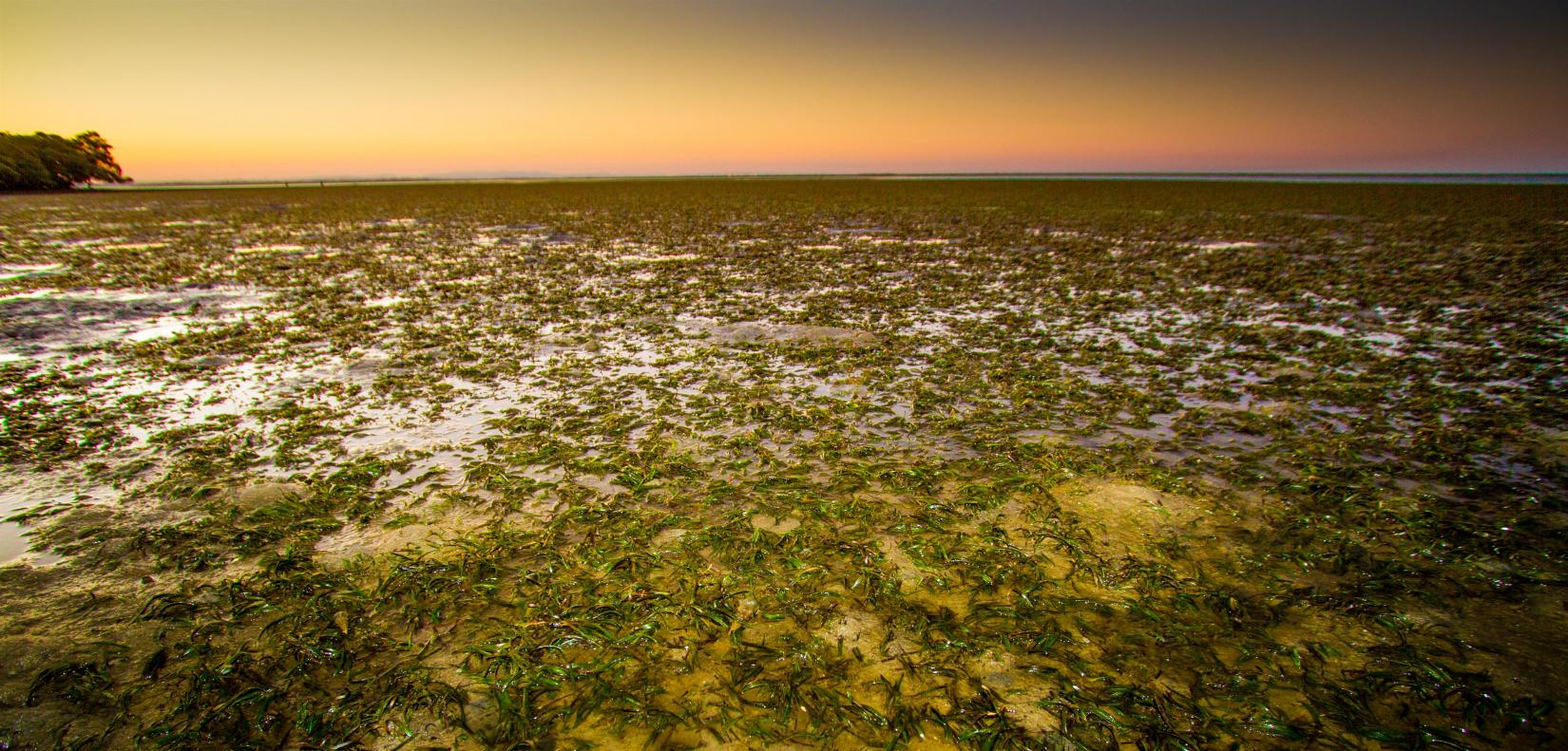 Seagrass beds. Peel Island (Teerk Roo Ra National Park).