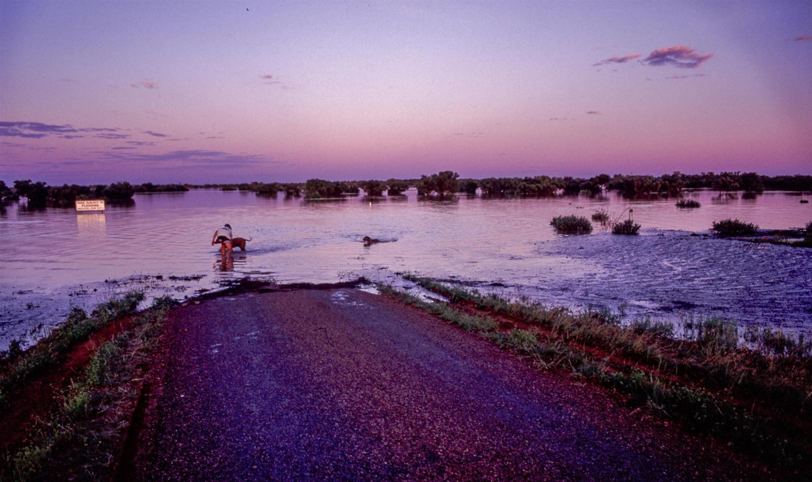 The dogs get a walk and a swim on the main road.