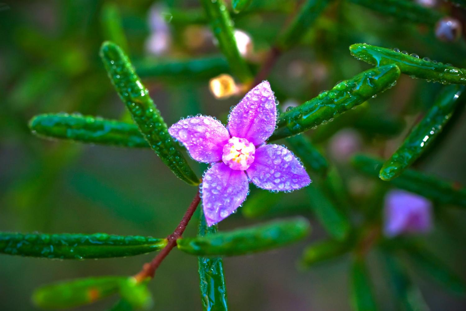 <i>Boronia</i> Sp., Cooloola National Park.