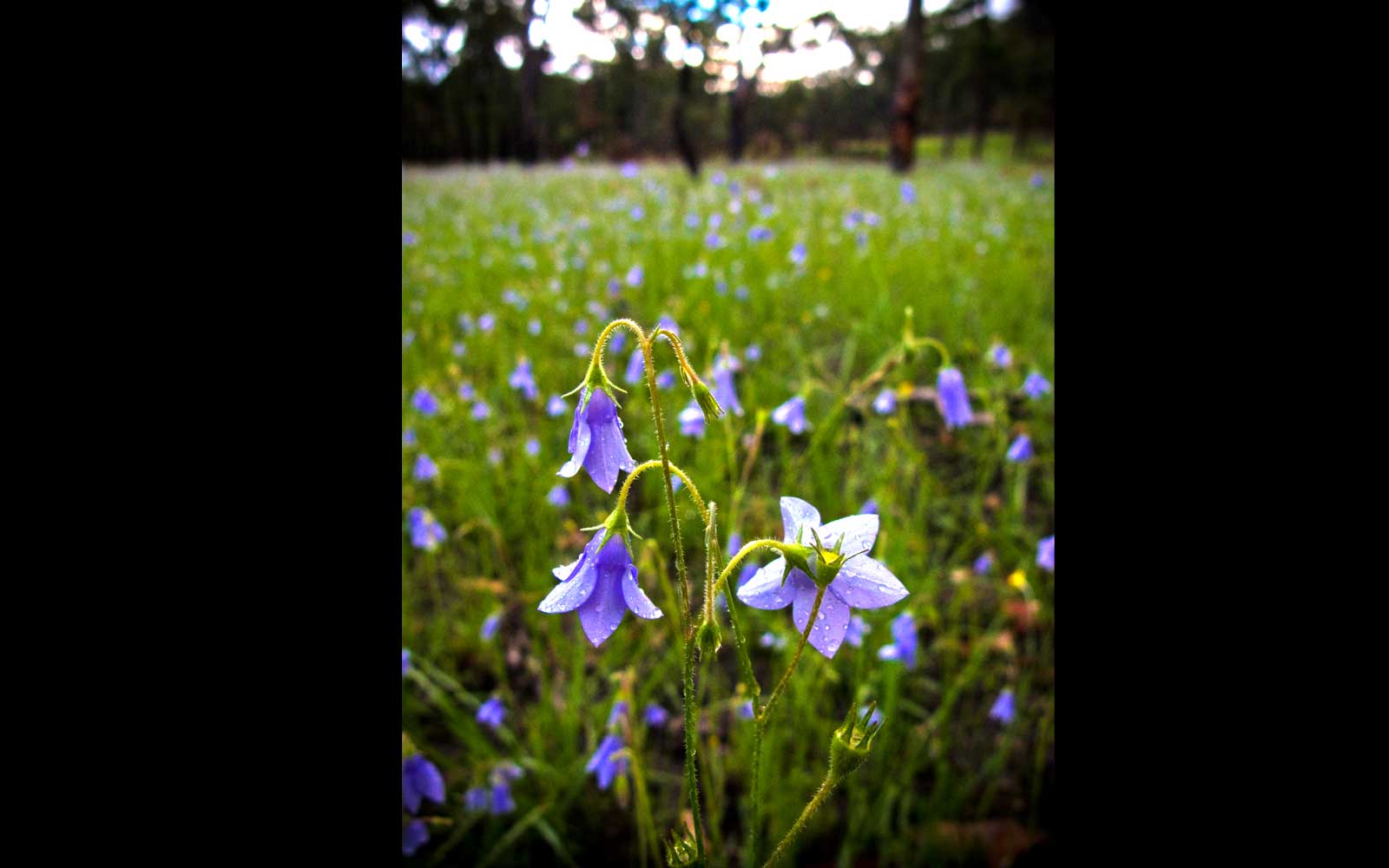 Native Blue-bells (Wahlenbergia sp.). Mount Moffatt National Park