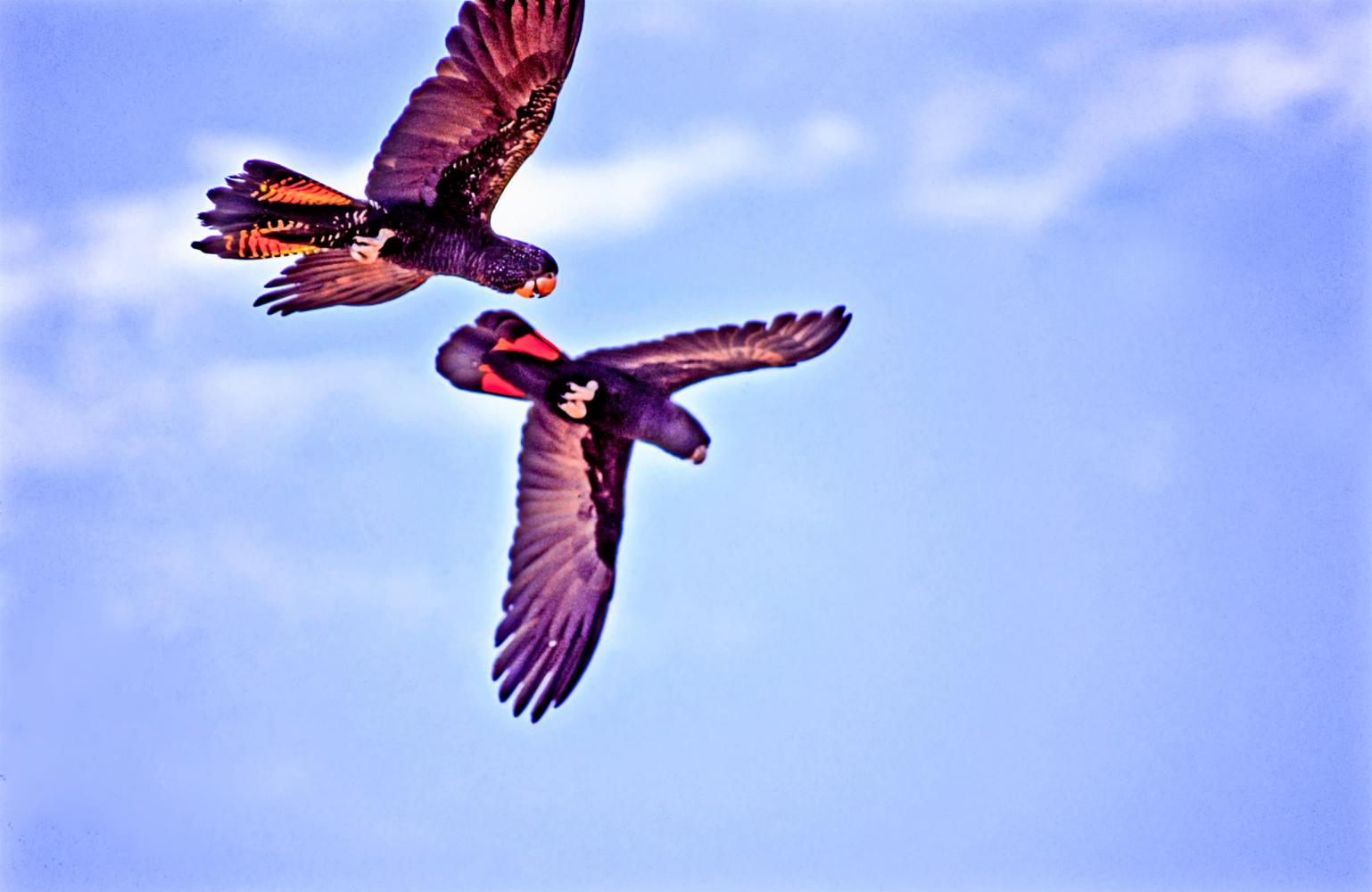 The wildlife comes and goes - Red-tailed Black Cockatoos fly over the town.