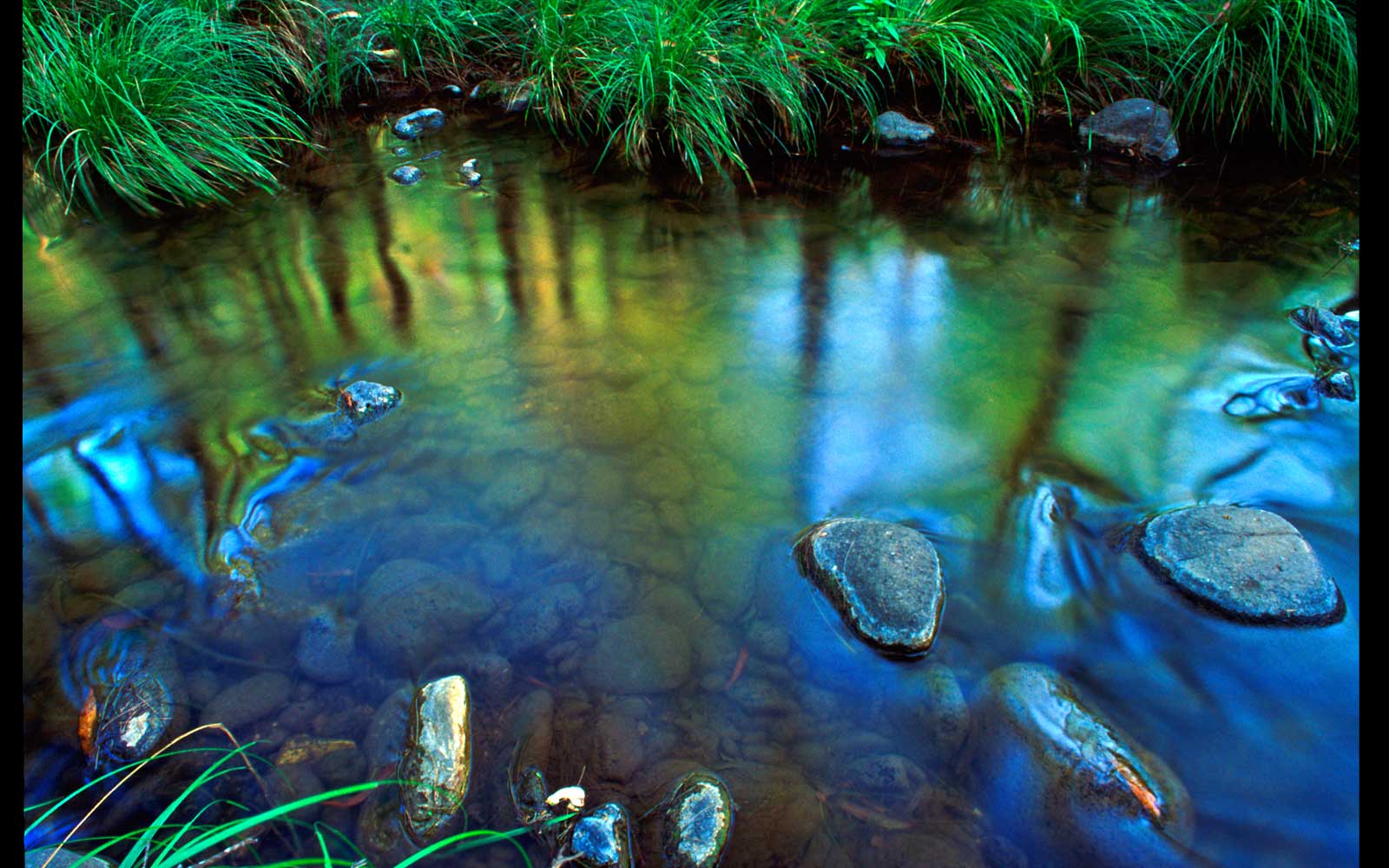 Carnarvon Creek with Fan palm reflections. Carnarvon Gorge National Park